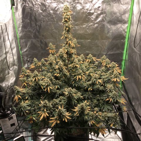 Big Bertha growlog timeline photo