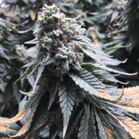 Big Bertha growlog timeline photo