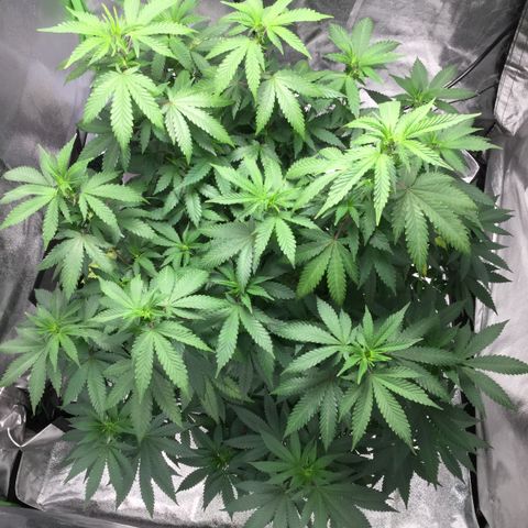 Princess P. growlog timeline photo