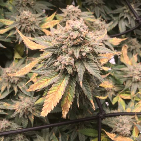 Big Bertha growlog timeline photo