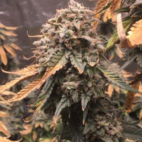 Big Bertha growlog timeline photo