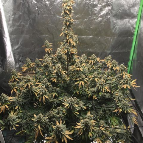 Big Bertha growlog timeline photo
