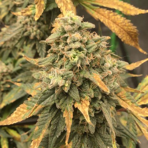 Big Bertha growlog timeline photo