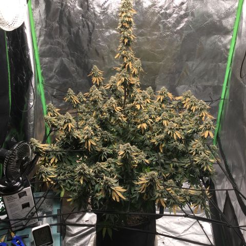 Big Bertha growlog timeline photo