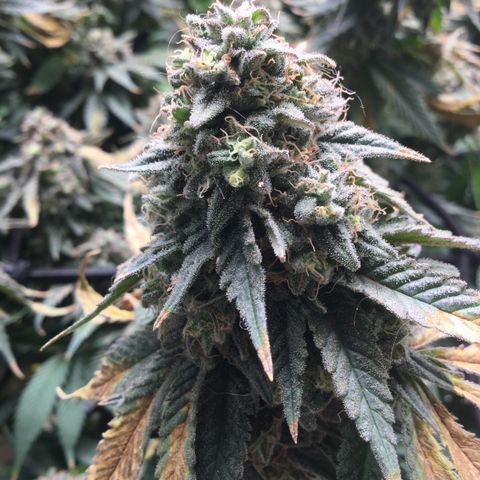Big Bertha growlog timeline photo