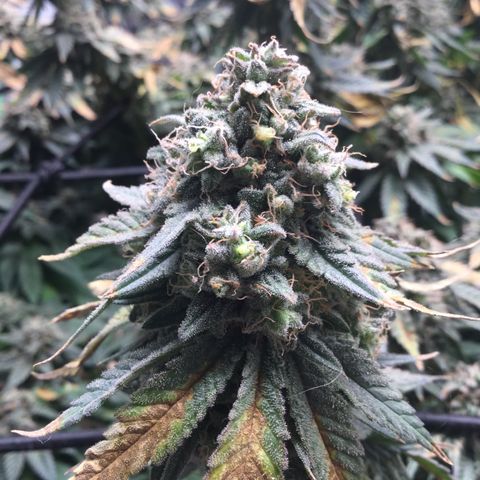 Big Bertha growlog timeline photo