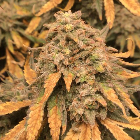 Big Bertha growlog timeline photo