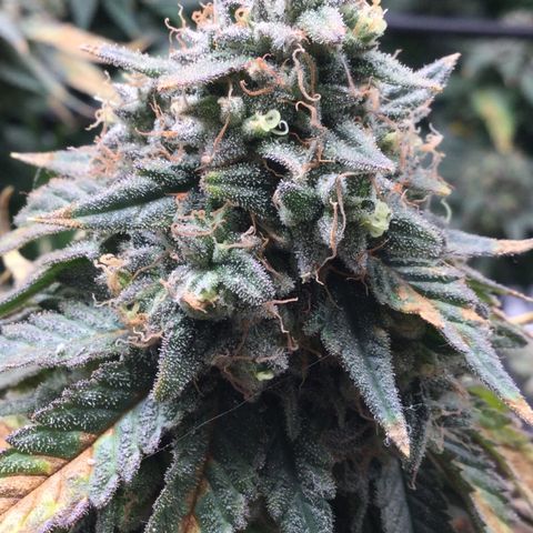 Big Bertha growlog timeline photo