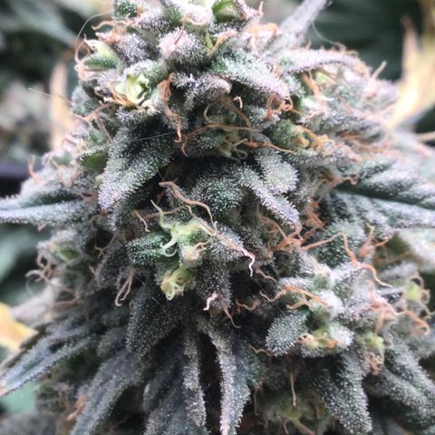 Big Bertha growlog timeline photo