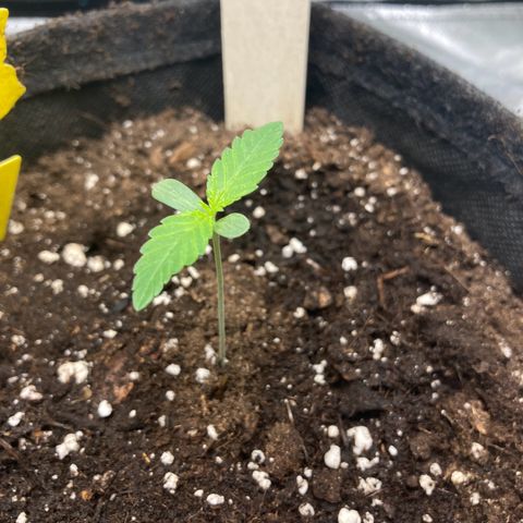 Special Queen #1 growlog timeline photo