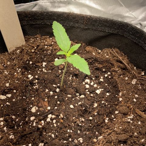 Special Queen #1 growlog timeline photo