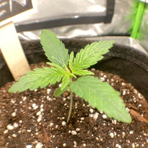 Special Queen #1 growlog timeline photo