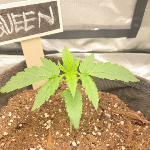 Special Queen #1 growlog timeline photo
