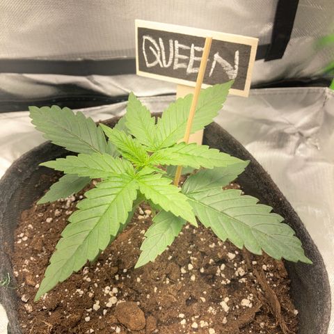 Special Queen #1 growlog timeline photo
