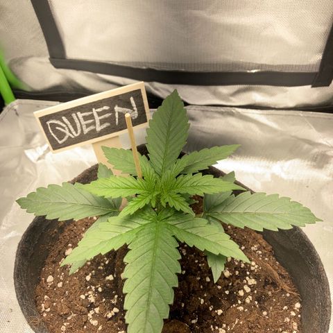 Special Queen #1 growlog timeline photo