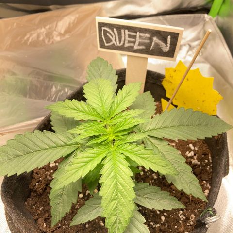 Special Queen #1 growlog timeline photo