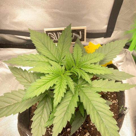 Special Queen #1 growlog timeline photo