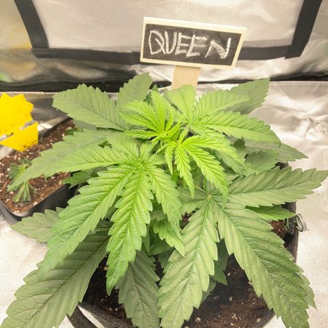 Special Queen #1 growlog timeline photo