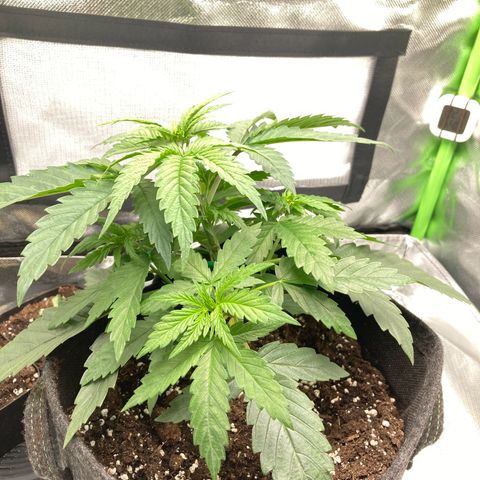 Special Queen #1 growlog photo: Beginn LST