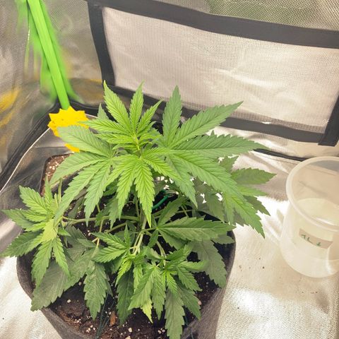 Special Queen #1 growlog photo: LST 
Medium aufgefüllt
Auf 1L Gießmenge erhöht 
3 Tage Erholungsphase geplant
Insg. 4 Blätter entf.