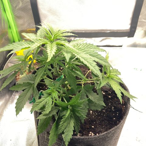 Special Queen #1 growlog photo: LST 
Medium aufgefüllt
Auf 1L Gießmenge erhöht 
3 Tage Erholungsphase geplant
Insg. 4 Blätter entf.