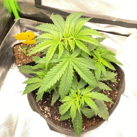 Special Queen #1 growlog timeline photo
