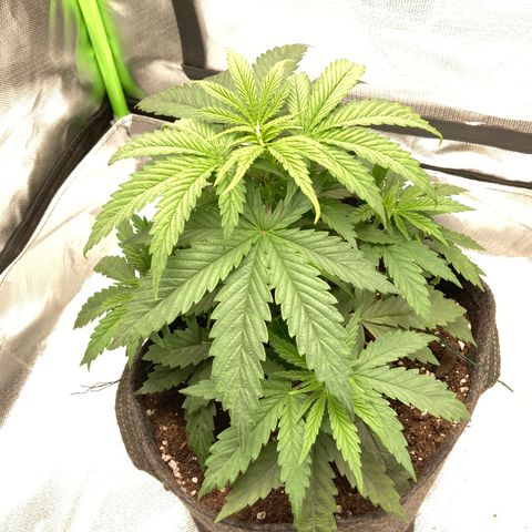 Special Queen #1 growlog timeline photo