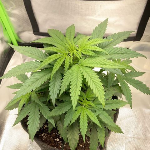 Special Queen #1 growlog timeline photo
