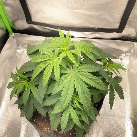 Special Queen #1 growlog timeline photo