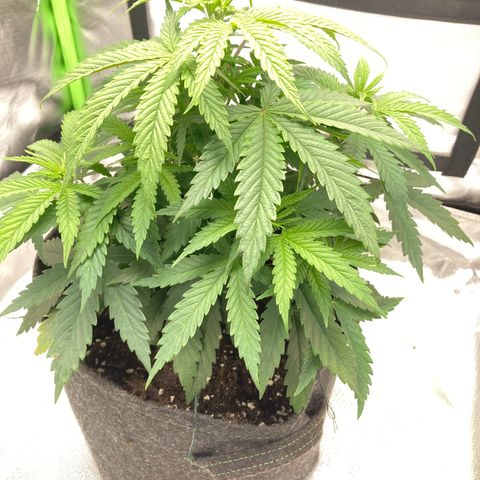 Special Queen #1 growlog timeline photo