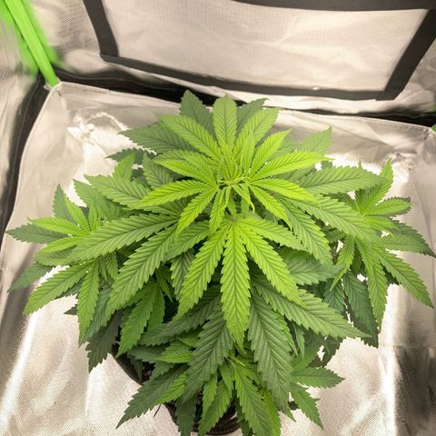 Special Queen #1 growlog photo: vorher & nachher 