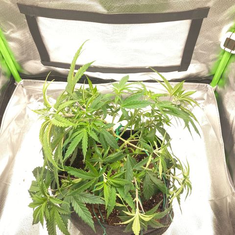 Special Queen #1 growlog photo: vorher & nachher 