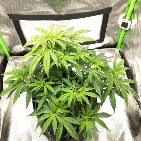 Special Queen #1 growlog timeline photo