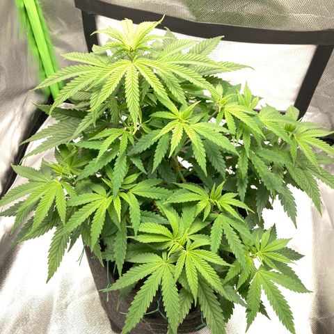 Special Queen #1 growlog timeline photo