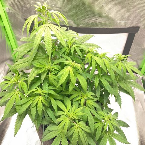 Special Queen #1 growlog timeline photo