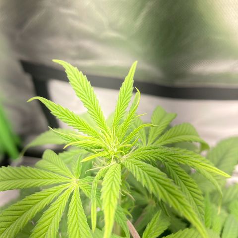 Special Queen #1 growlog timeline photo