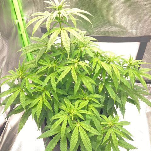Special Queen #1 growlog timeline photo