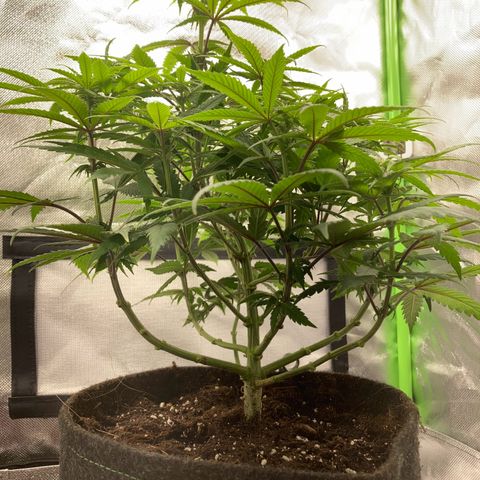 Special Queen #1 growlog timeline photo