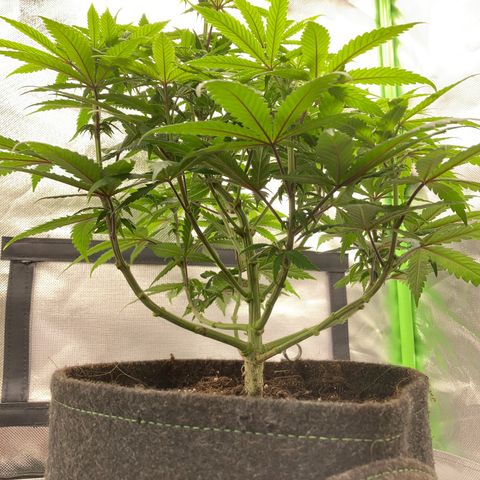 Special Queen #1 growlog timeline photo