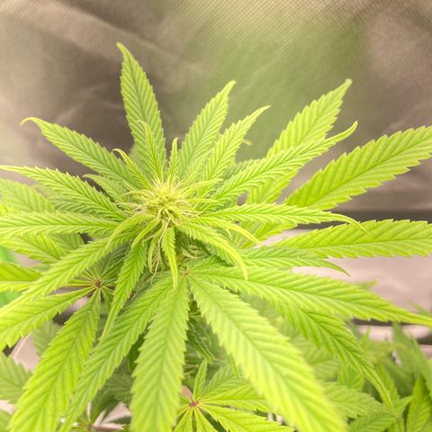 Special Queen #1 growlog timeline photo