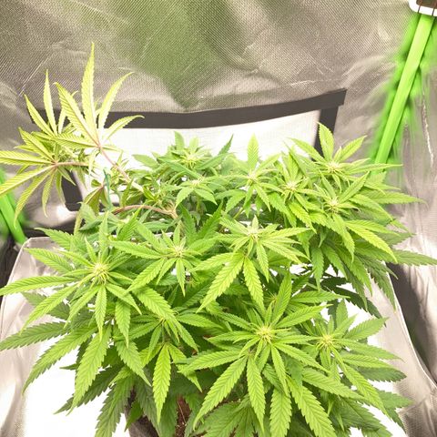 Special Queen #1 growlog photo: Haupttrieb erneut runter gebunden 