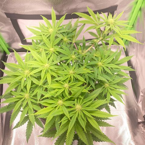 Special Queen #1 growlog timeline photo