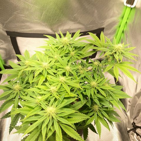 Special Queen #1 growlog timeline photo