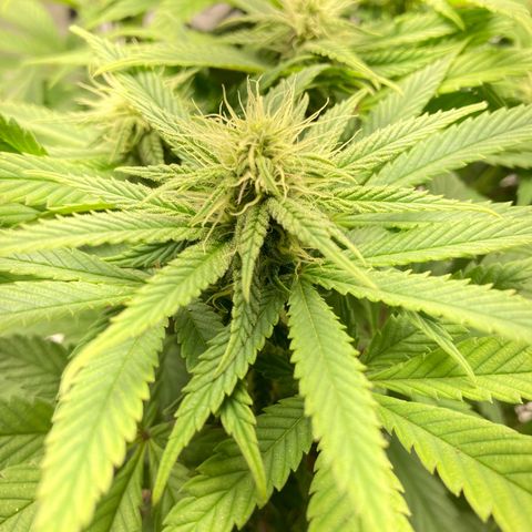 Special Queen #1 growlog timeline photo