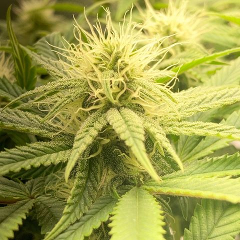 Special Queen #1 growlog timeline photo