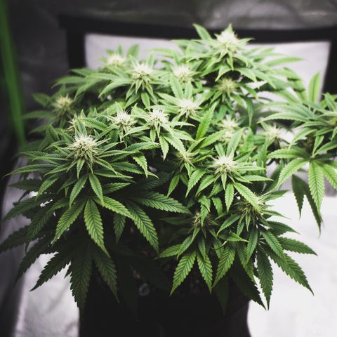 Special Queen #1 growlog timeline photo
