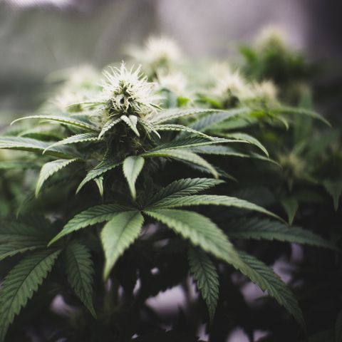 Special Queen #1 growlog timeline photo