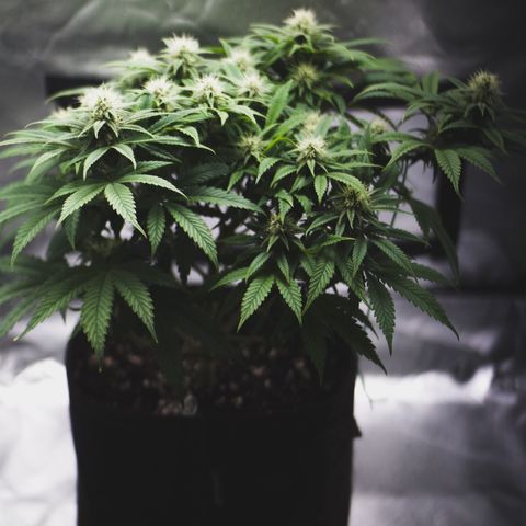 Special Queen #1 growlog timeline photo