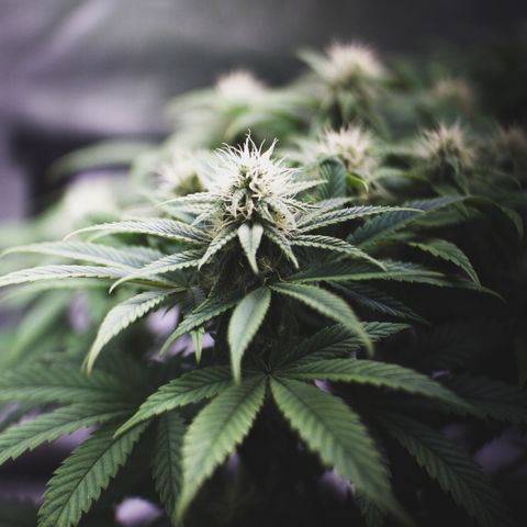 Special Queen #1 growlog timeline photo