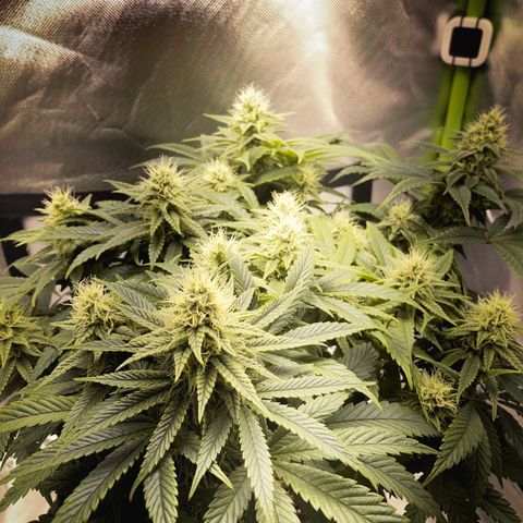 Special Queen #1 growlog timeline photo